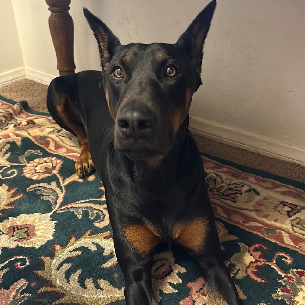 Meet your Posher, Casey